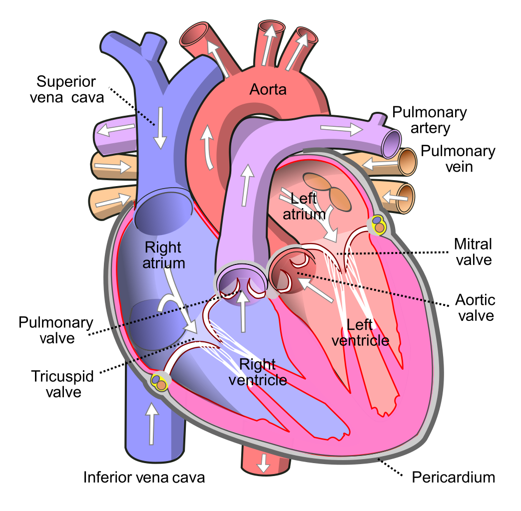 Cardiac Conduction System