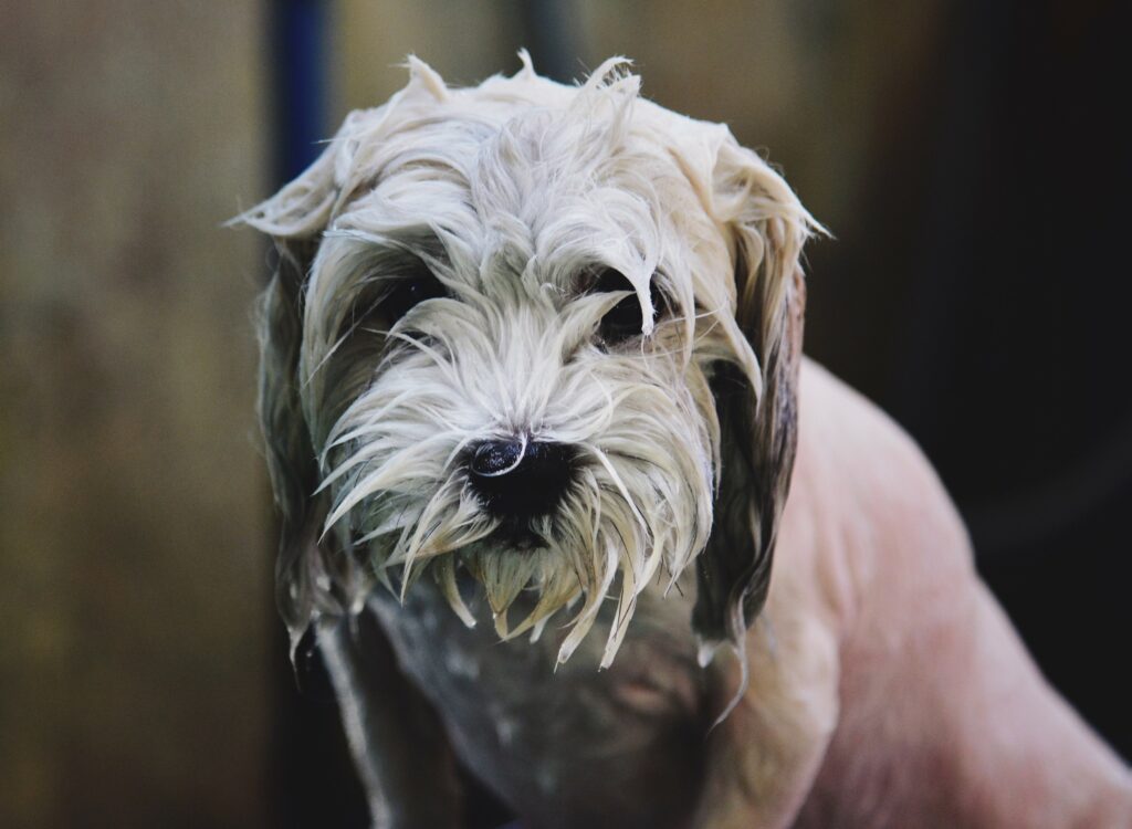 dunk dog head to cool