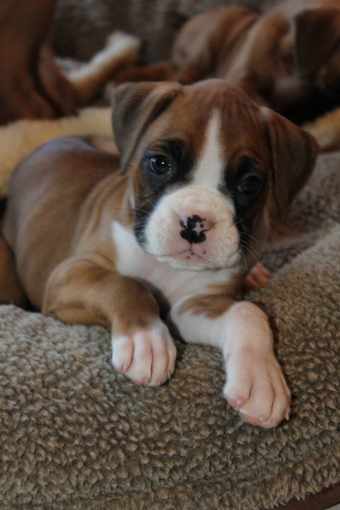 boxer puppy