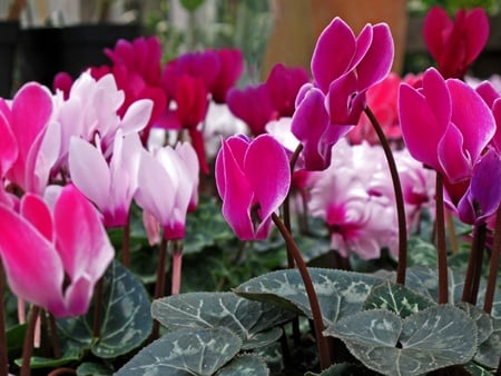cyclamen plants