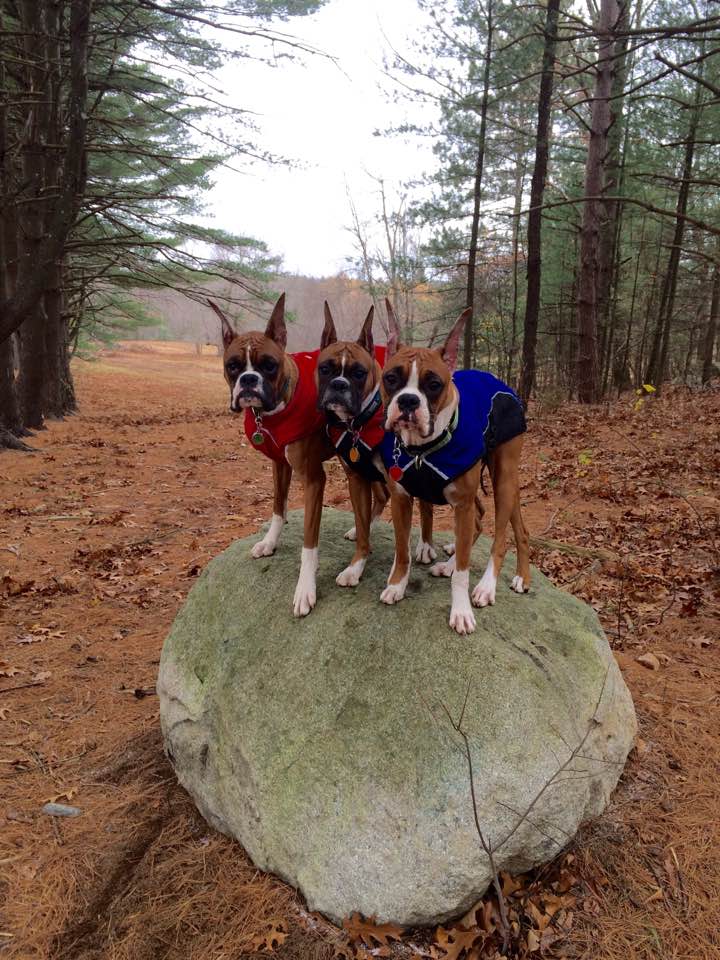 My dog fell through the ice My dog fell through the ice