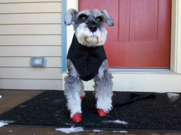 dog in winter coat and boots
