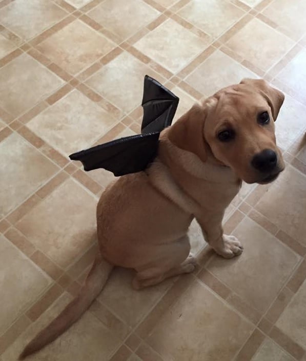 17221_10153175075516319_2724030153711568629_n