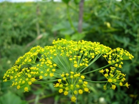 fennel is safe for pets