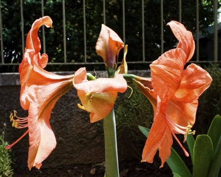 amaryllis are toxic to pets