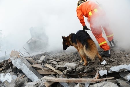 9/11 search and rescue dog