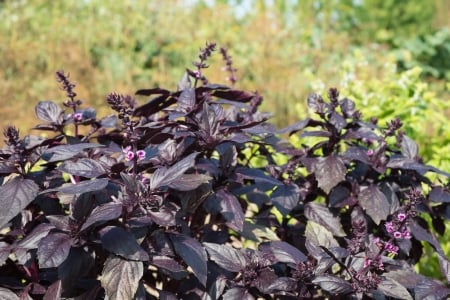 purple basil