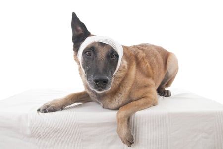 dog ear bandaged