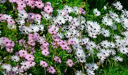 African Daisy