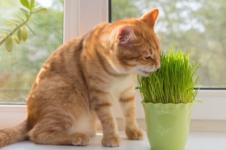 cat safe grass