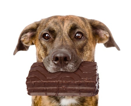 dog with chocolate