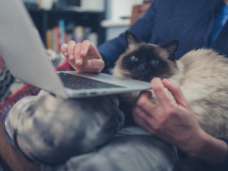 38732324 - a young woman is using her laptop at home with a cat sitting on her lap
