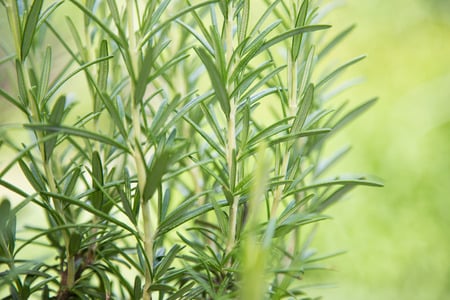 Rosemary safe for pets