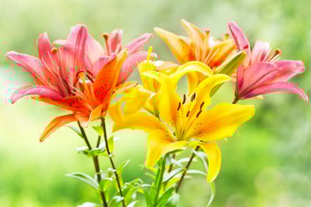 lilies are toxic to pets