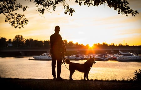 sunset with your dog