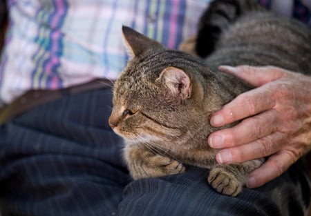 therapy cat