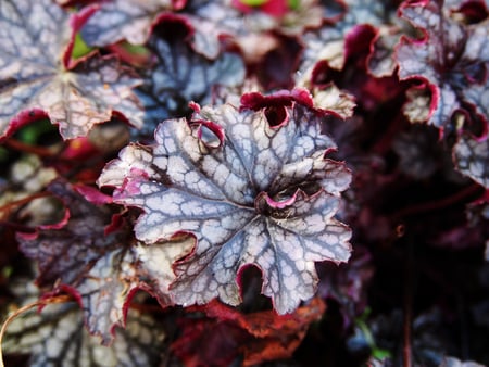 Heuchera