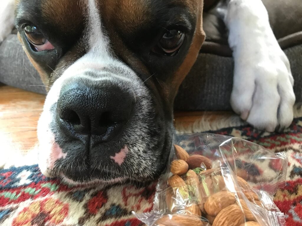 dog begging for almonds