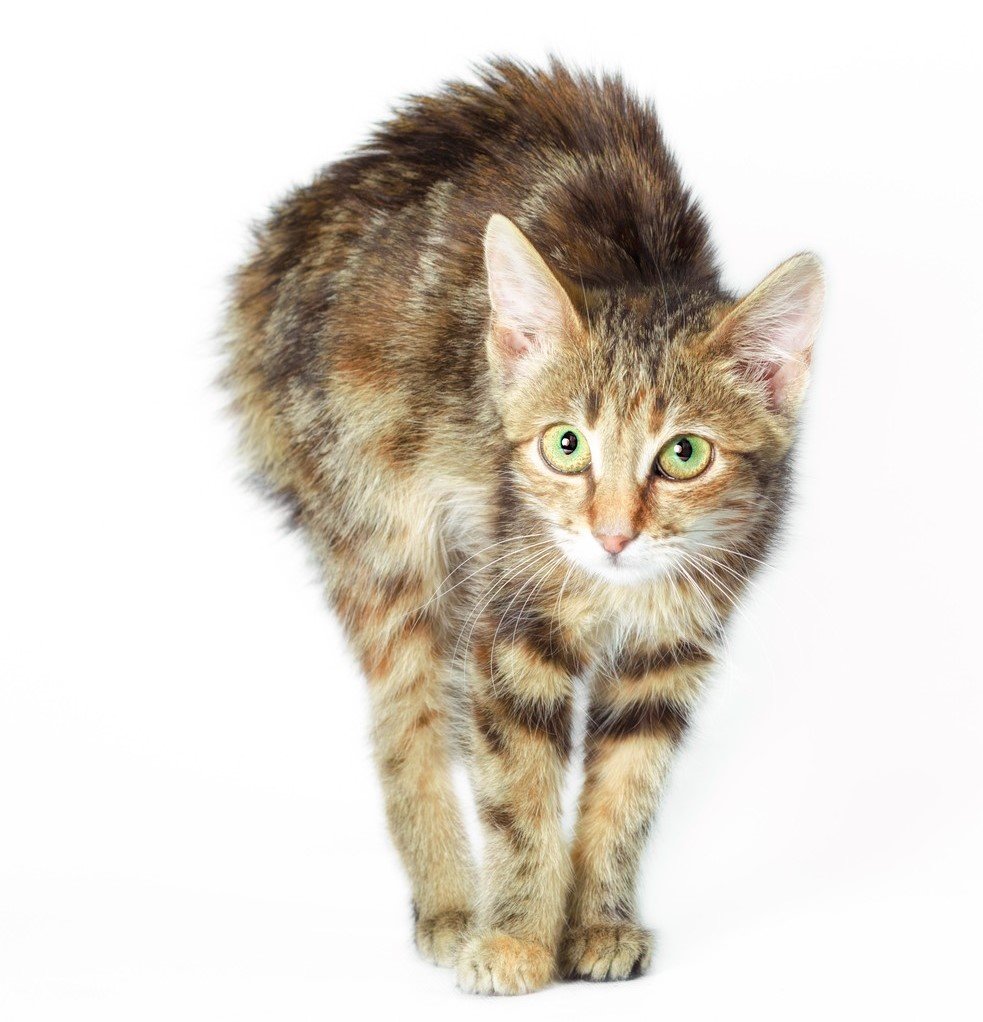 anxious cat