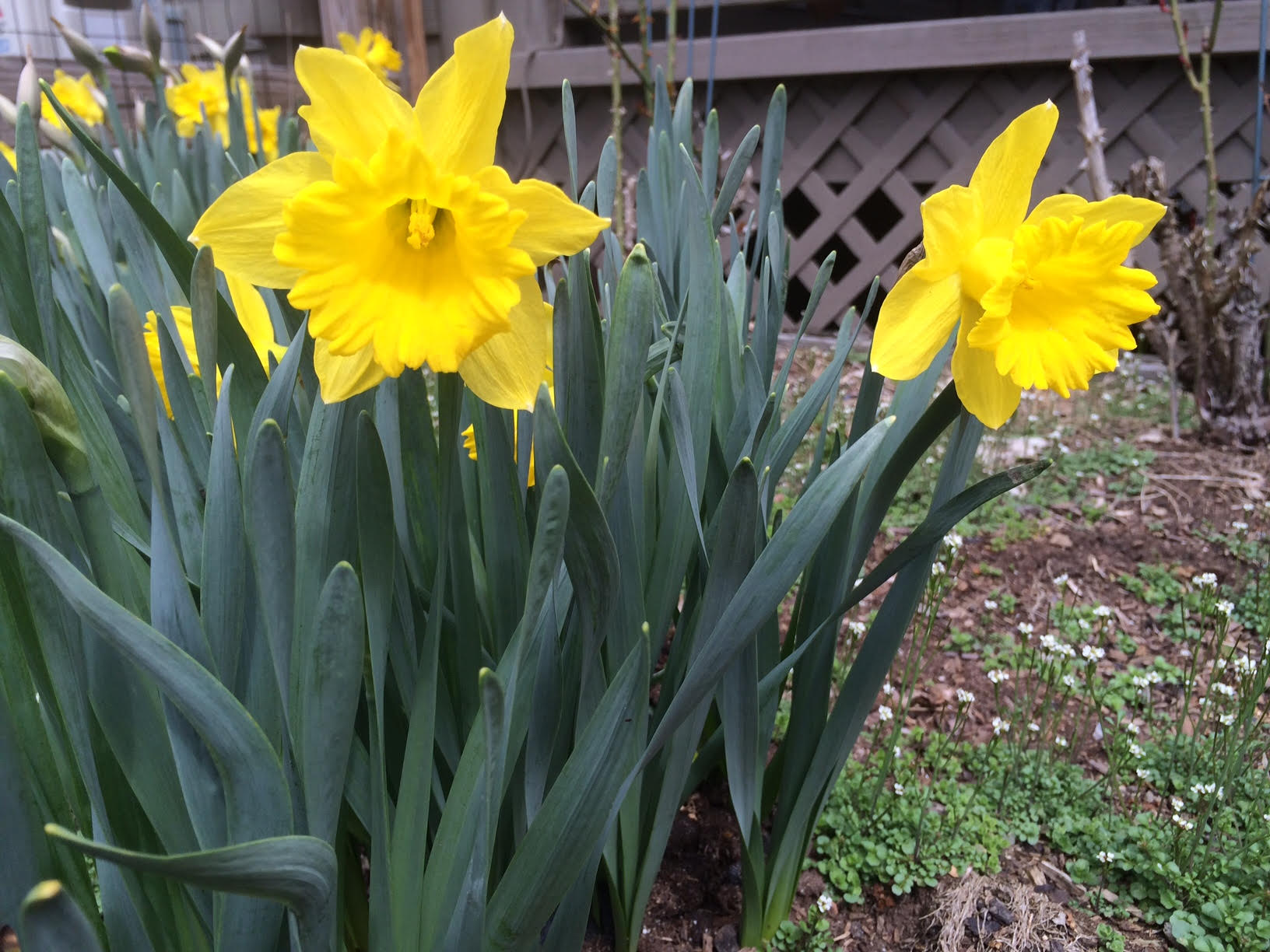 daffodils