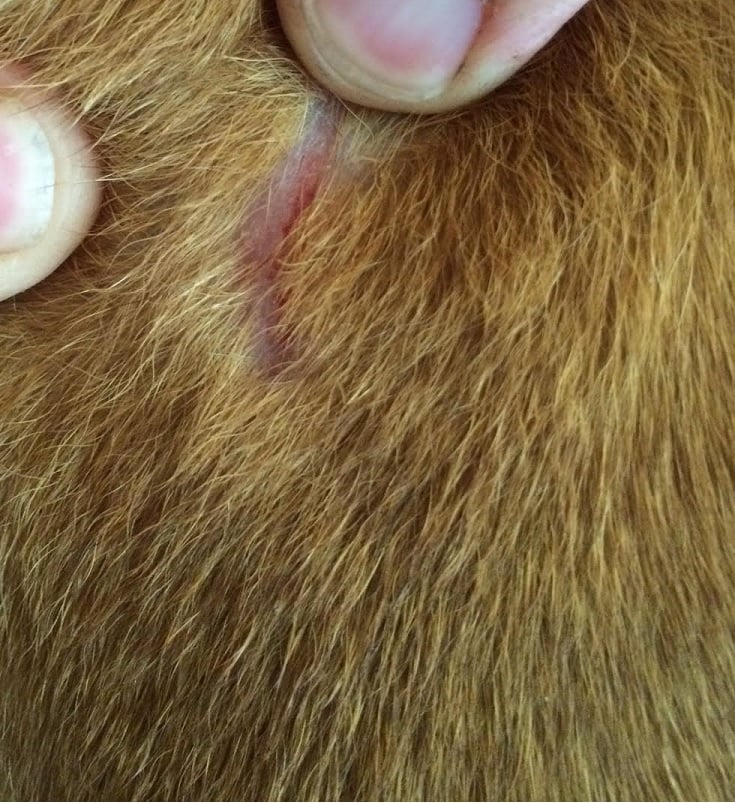 is neosporin safe for my dog