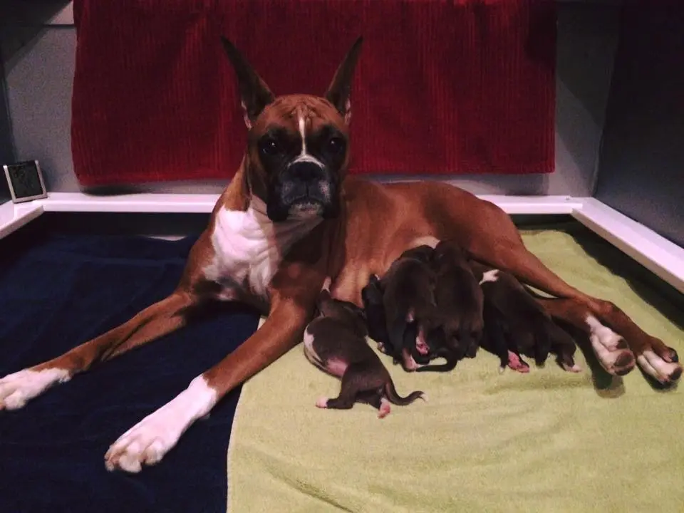 puppies in a whelping box