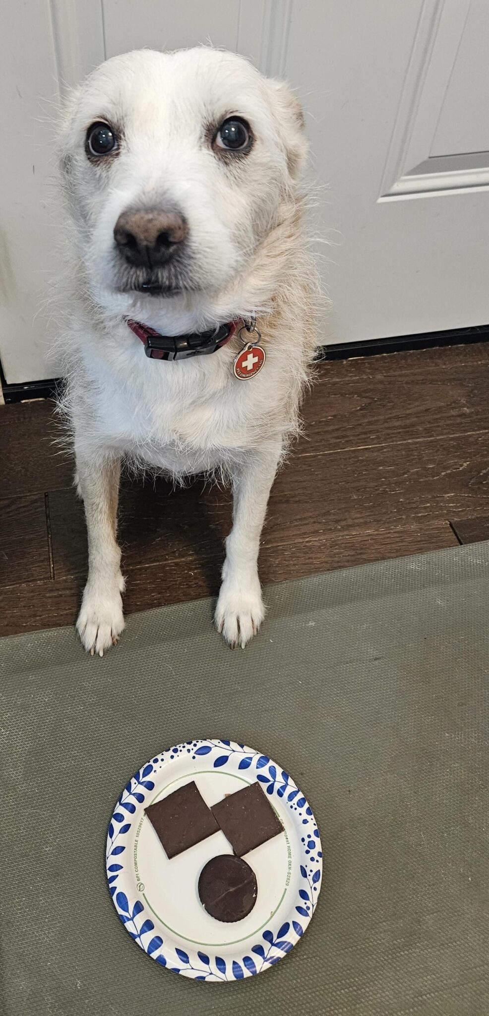 Photo inspiration: Visual Reference: Calculating Chocolate Dangers In Dogs