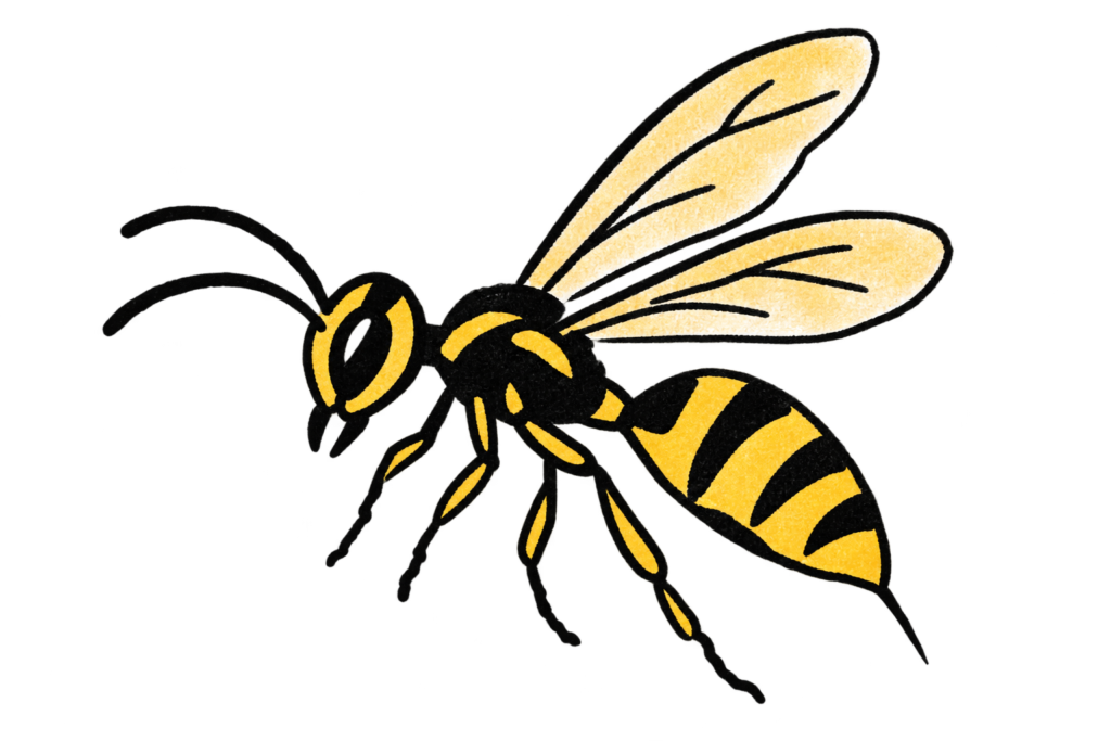 wasp