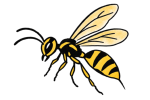 wasp